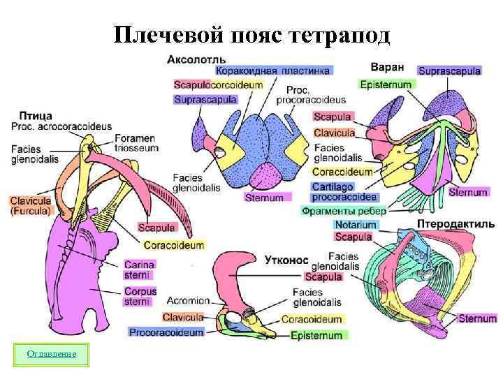 Плечевой пояс тетрапод Оглавление 