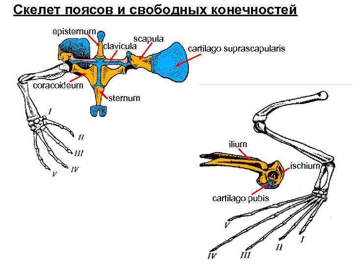 Скелет поясов и свободных конечностей episternum scapula clavicula cartilago suprascapularis coracoideum sternum ilium ischium