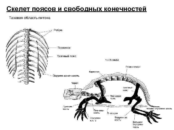 Скелет поясов и свободных конечностей 