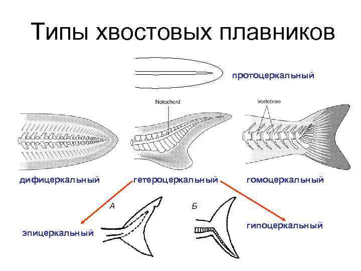 Типы хвостовых плавников протоцеркальный дифицеркальный эпицеркальный гетероцеркальный гомоцеркальный гипоцеркальный 