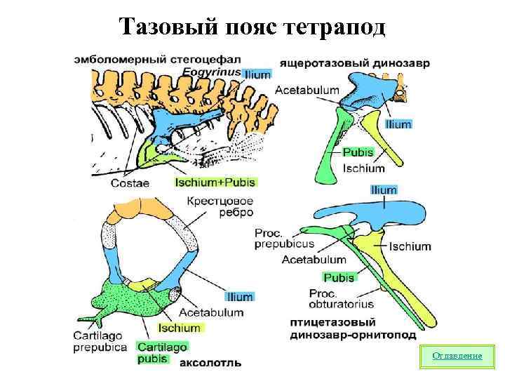 Тазовый пояс тетрапод Оглавление 