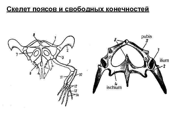 Скелет поясов и свободных конечностей pubis ilium ischium 