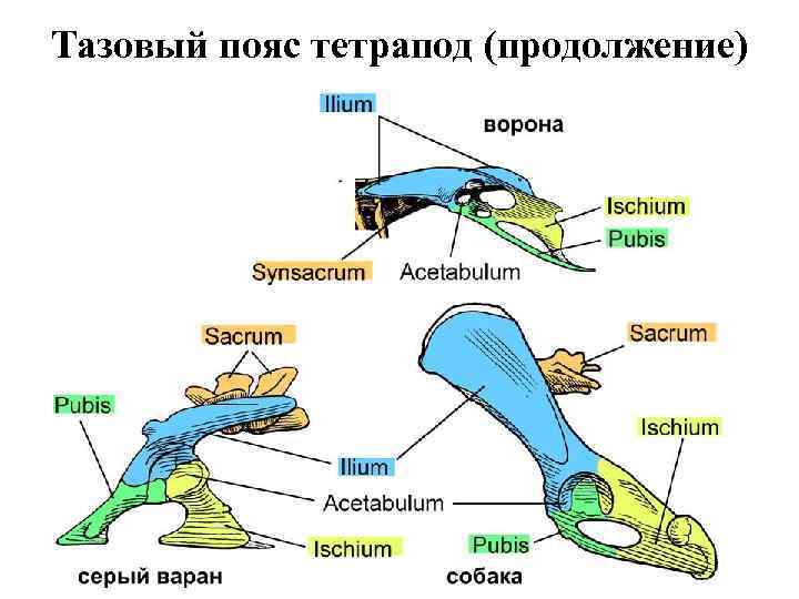 Тазовый пояс тетрапод (продолжение) 