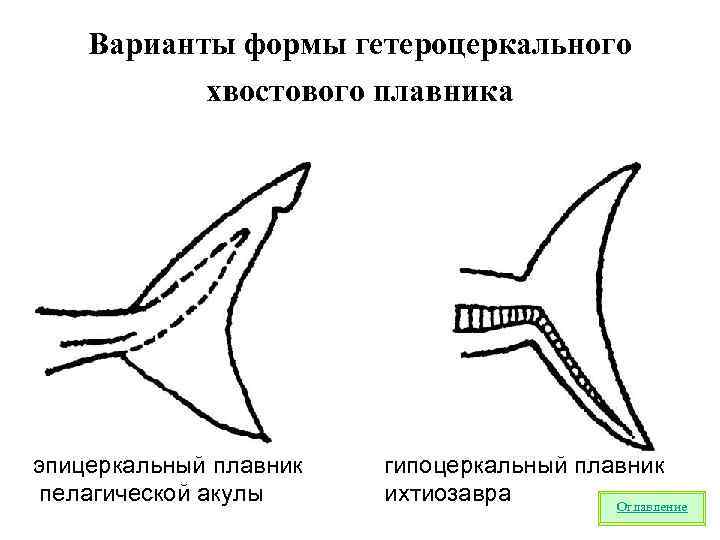 Варианты формы гетероцеркального хвостового плавника эпицеркальный плавник пелагической акулы гипоцеркальный плавник ихтиозавра Оглавление 