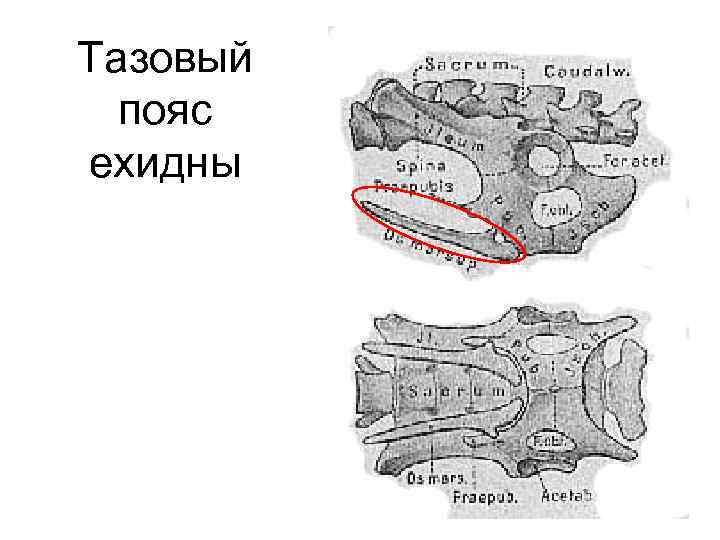 Тазовый пояс ехидны 