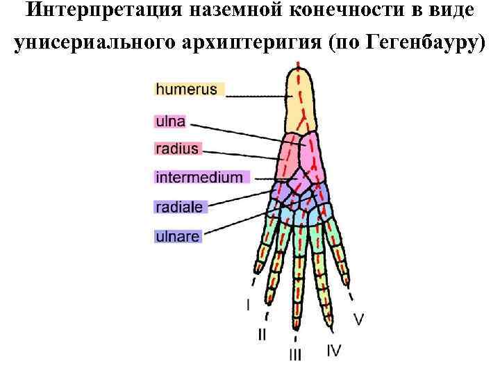 Интерпретация наземной конечности в виде унисериального архиптеригия (по Гегенбауру) 