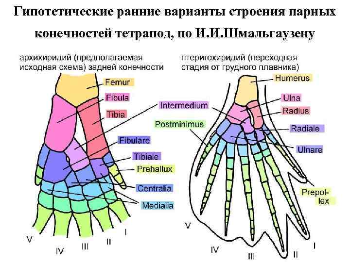 Гипотетические ранние варианты строения парных конечностей тетрапод, по И. И. Шмальгаузену 
