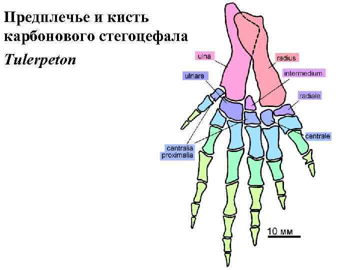 Предплечье и кисть карбонового стегоцефала Tulerpeton 
