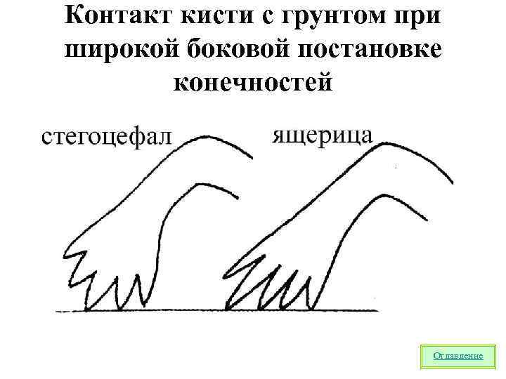 Контакт кисти с грунтом при широкой боковой постановке конечностей Оглавление 