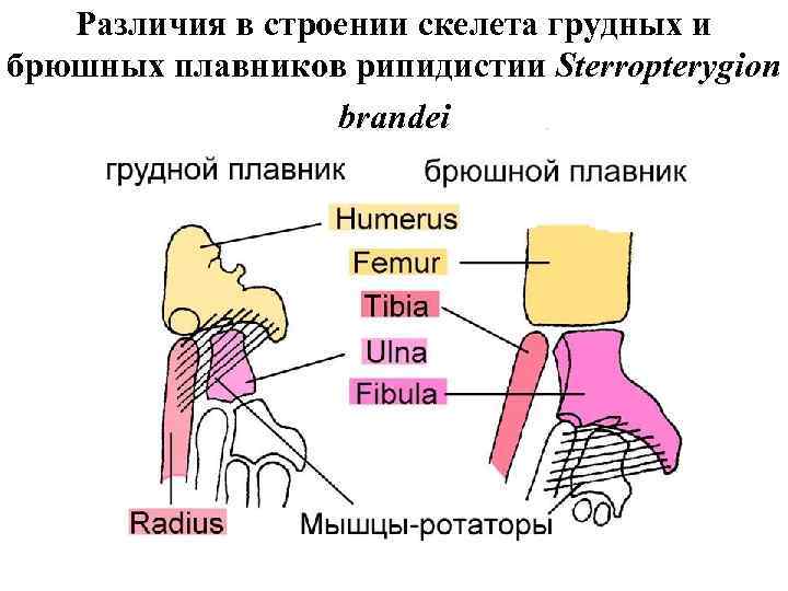Различия в строении скелета грудных и брюшных плавников рипидистии Sterropterygion brandei 
