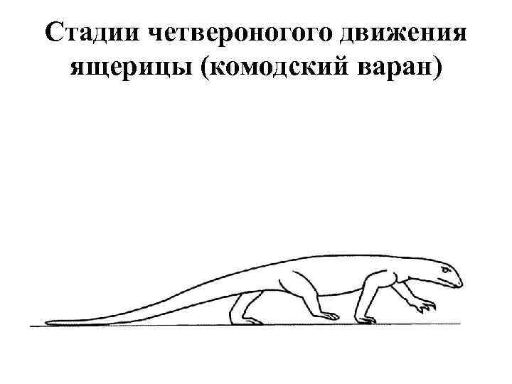 Стадии четвероногого движения ящерицы (комодский варан) 