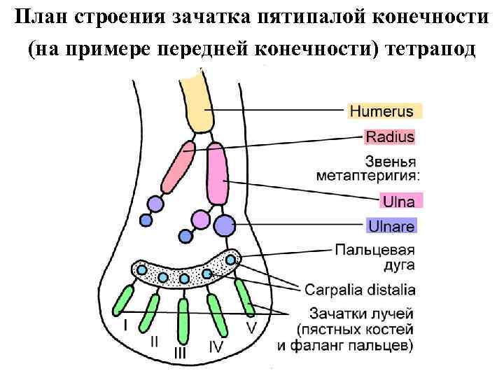 План строения зачатка пятипалой конечности (на примере передней конечности) тетрапод 