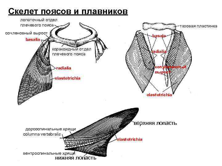 Скелет поясов и плавников лопаточный отдел плечевого пояса тазовая пластинка сочленовный вырост basalia basale