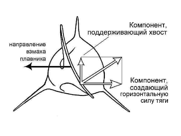 направление взмаха плавника 