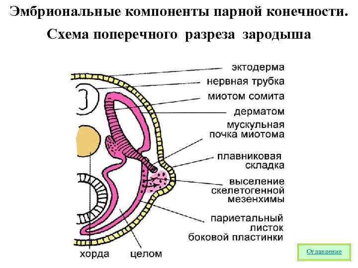 Эмбриональные компоненты парной конечности. Схема поперечного разреза зародыша Оглавление 