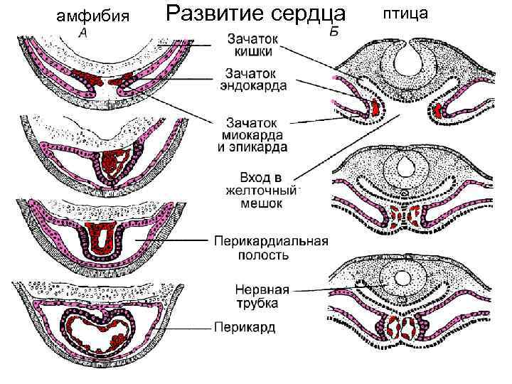 амфибия Развитие сердца птица 