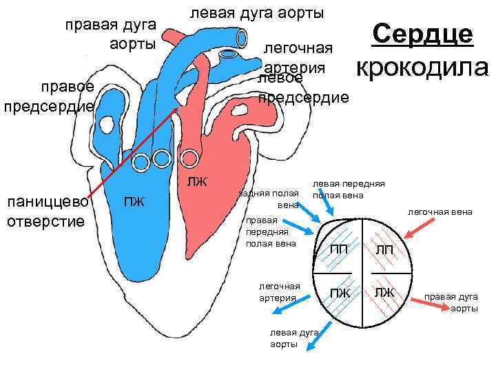правая дуга аорты легочная артерия левое предсердие правое предсердие ЛЖ паниццево отверстие ПЖ задняя
