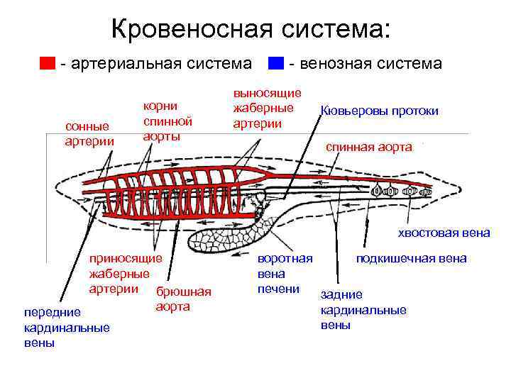 Схема кровеносной системы речной миноги