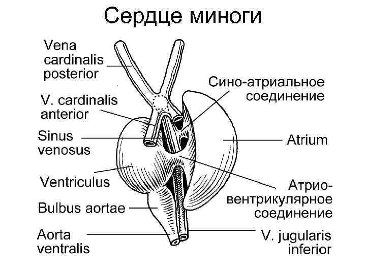 Схема кровеносной системы миноги в цвете