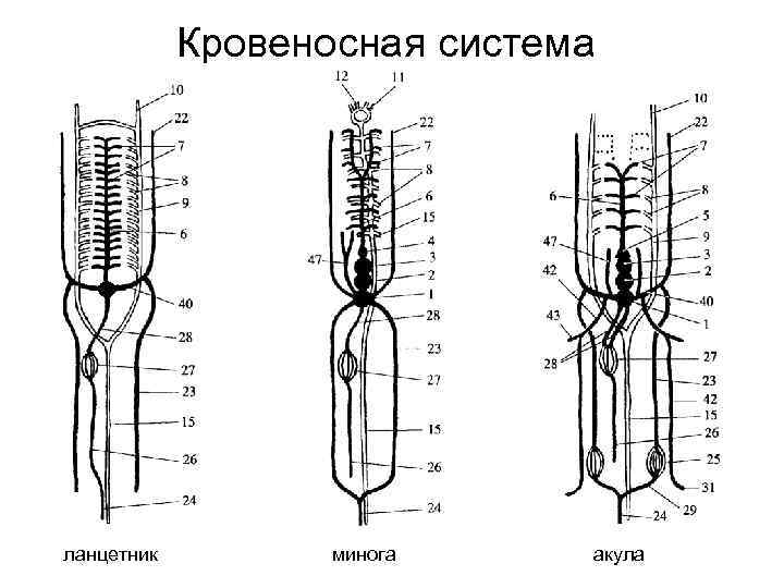 Схема кровеносной системы речной миноги