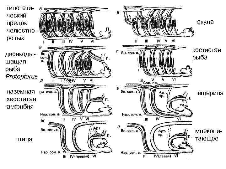 гипотетический предок челюстноротых двоякодышащая рыба Protopterus наземная хвостатая амфибия птица акула костистая рыба ящерица