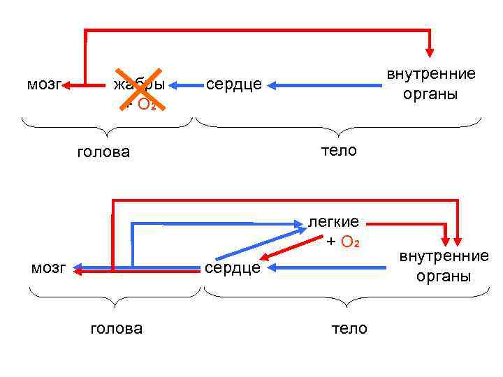мозг жабры + О 2 внутренние органы сердце тело голова легкие + О 2