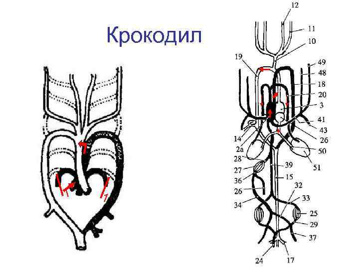 Крокодил 1 1 