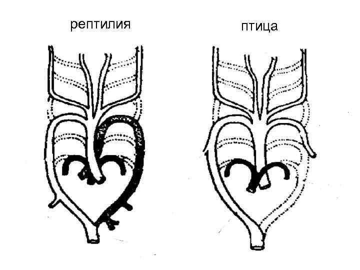 рептилия птица 