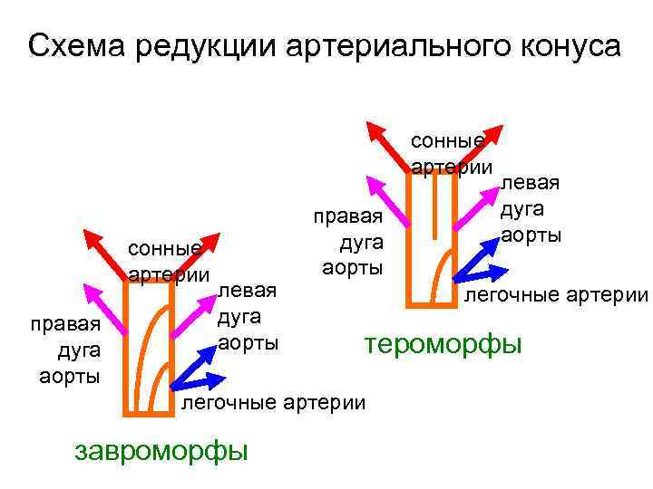 Схема редукции артериального конуса сонные артерии правая дуга аорты левая дуга аорты правая дуга