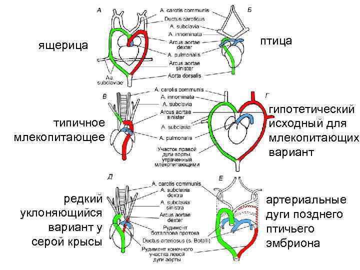ящерица типичное млекопитающее редкий уклоняющийся вариант у серой крысы птица гипотетический исходный для млекопитающих