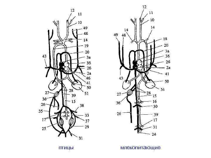 птицы млекопитающие 