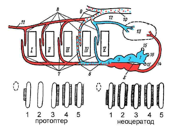 протоптер неоцератод 