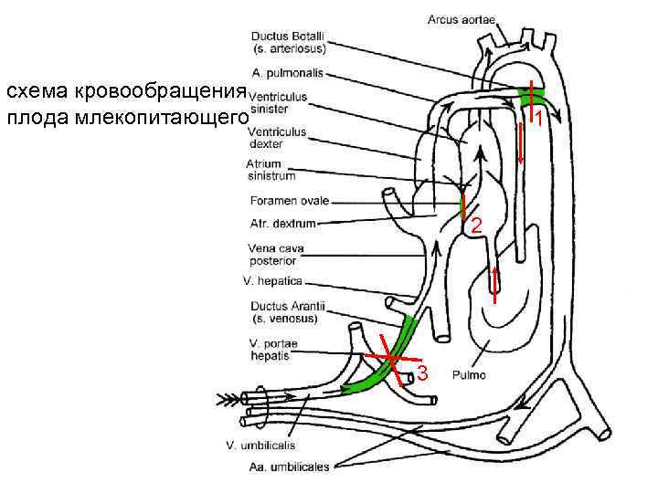 схема кровообращения плода млекопитающего 1 2 3 