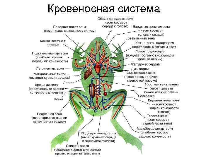 Кровеносная система 