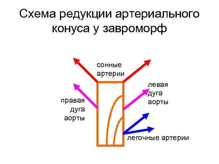 Схема редукции артериального конуса у завроморф сонные артерии правая дуга аорты легочные артерии 