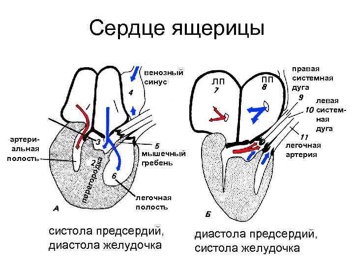 Сердце ящерицы венозный синус лп пп правая системная дуга левая системная дуга мышечный гребень