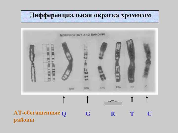 Дифференциальная окраска хромосом АТ-обогащенные Q районы G R T C 