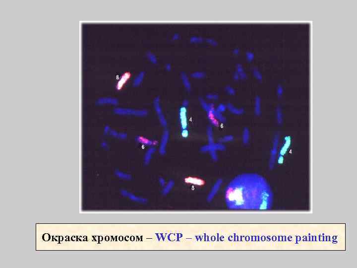 Окраска хромосом – WCP – whole chromosome painting 