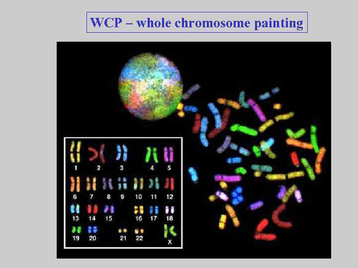 WCP – whole chromosome painting 