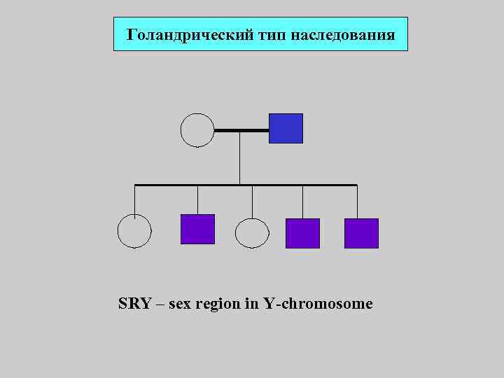 Голандрический тип наследования SRY – sex region in Y-chromosome 