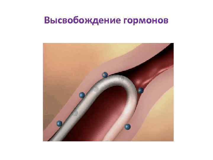 Высвобождение гормонов 