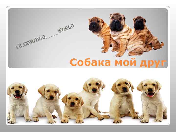 rld o /do om w ___ g __ c vk. Собака мой друг 