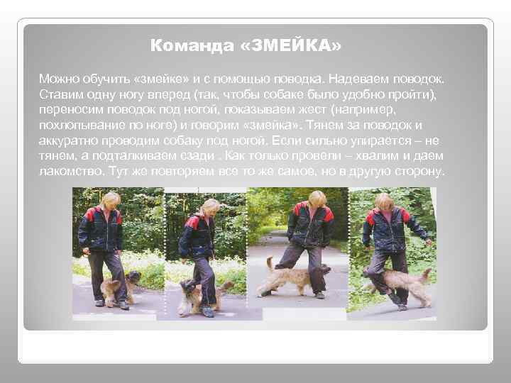 Команда «ЗМЕЙКА» Можно обучить «змейке» и с помощью поводка. Надеваем поводок. Ставим одну ногу