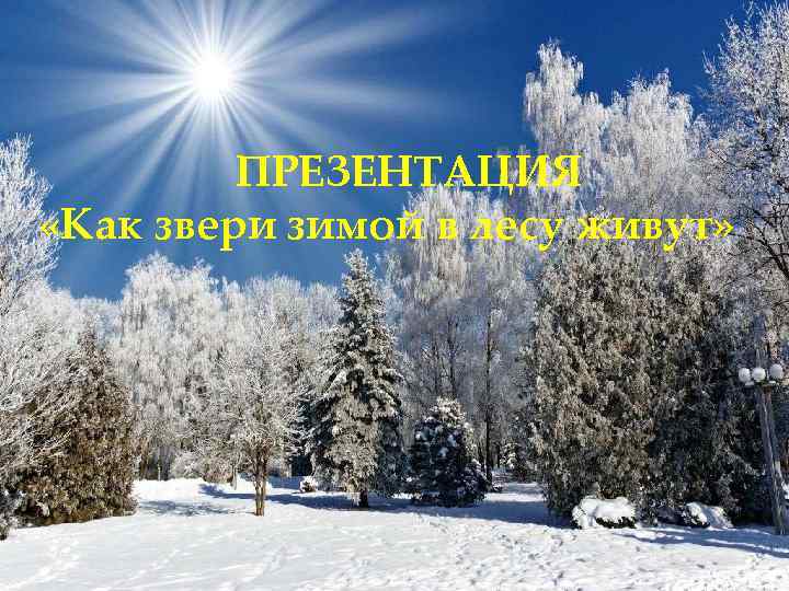 ПРЕЗЕНТАЦИЯ «Как звери зимой в лесу живут» 