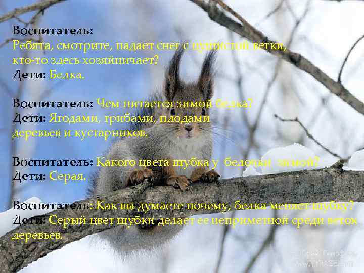 Воспитатель: Ребята, смотрите, падает снег с пушистой ветки, кто-то здесь хозяйничает? Дети: Белка. Воспитатель: