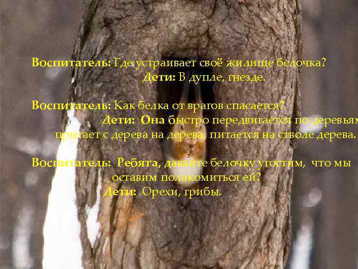 Воспитатель: Где устраивает своё жилище белочка? Дети: В дупле, гнезде. Воспитатель: Как белка от