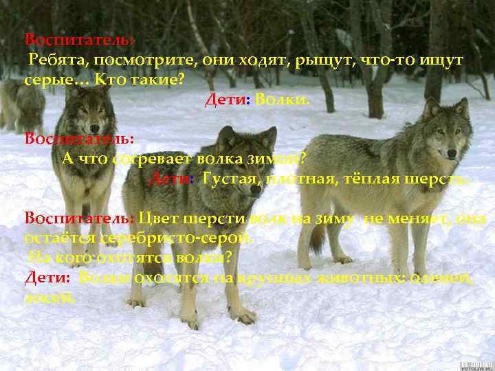 Воспитатель: Ребята, посмотрите, они ходят, рыщут, что-то ищут серые… Кто такие? Дети: Волки. Воспитатель: