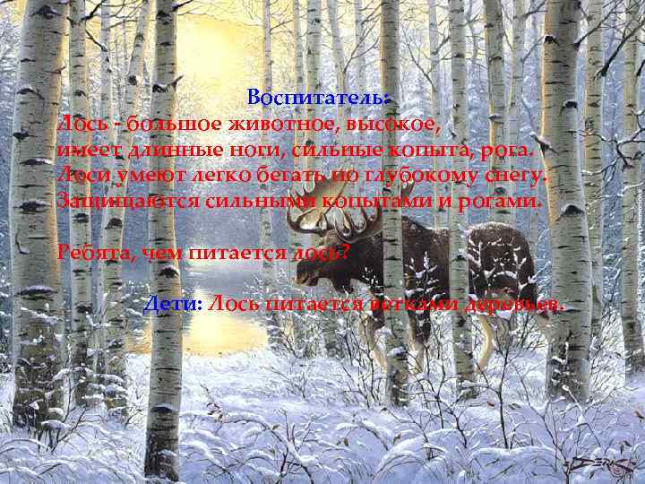 Воспитатель: Лось - большое животное, высокое, имеет длинные ноги, сильные копыта, рога. Лоси умеют