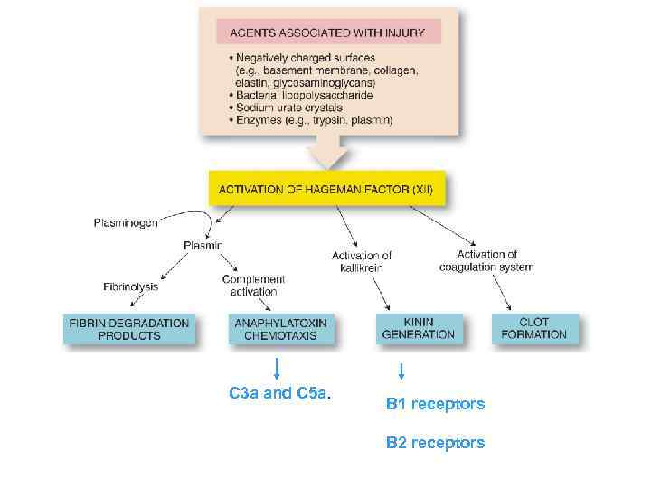 C 3 a and C 5 a. B 1 receptors B 2 receptors 