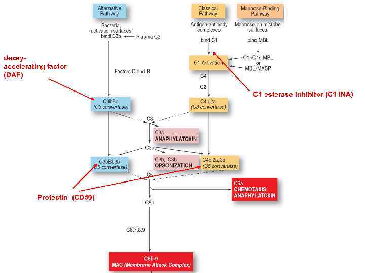 decayaccelerating factor (DAF) C 1 esterase inhibitor (C 1 INA) Protectin (CD 59) 